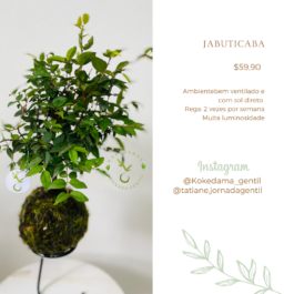 Kokedama de Mini Jabuticaba